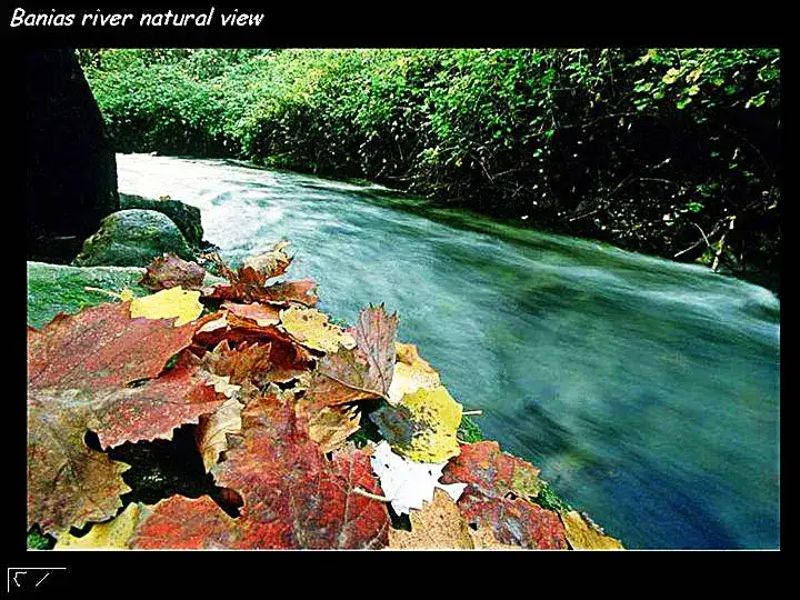 نهر بانياس - يسير سريان دموع الثكلى واليتامى . .