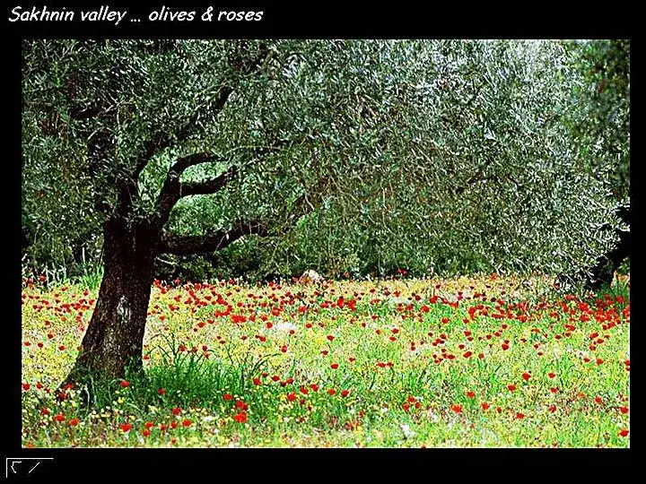 وادي سخنين - عندما تجتمع قوة الأشجار وصلابتها بنعومة الزهور ورقتها ... تكون سخنين