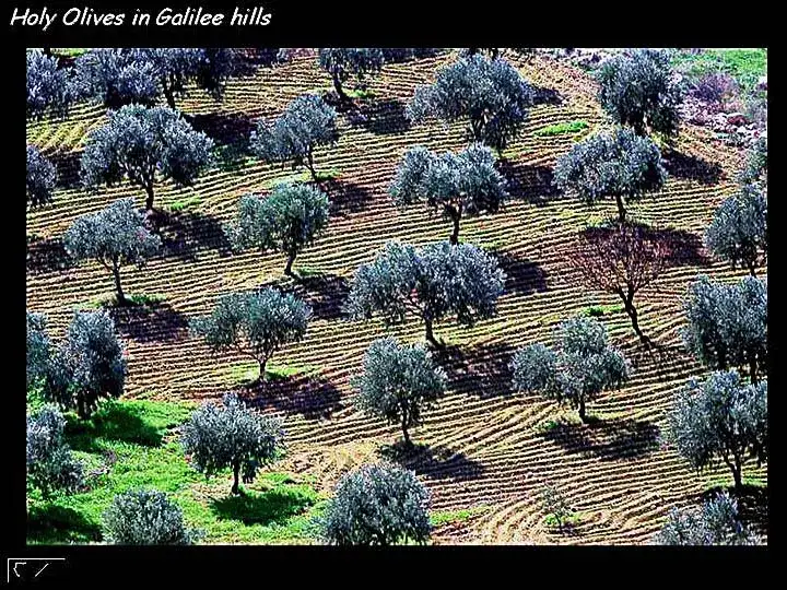 اشجار الزيتون في تلال الجليل