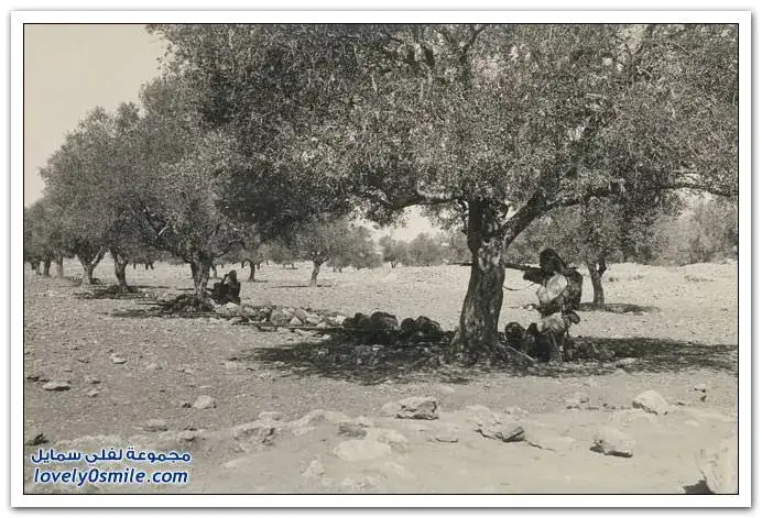 القدس عام 1917