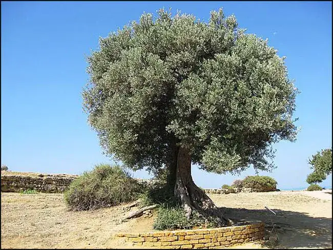 Palestine-olive-tree-01.webp