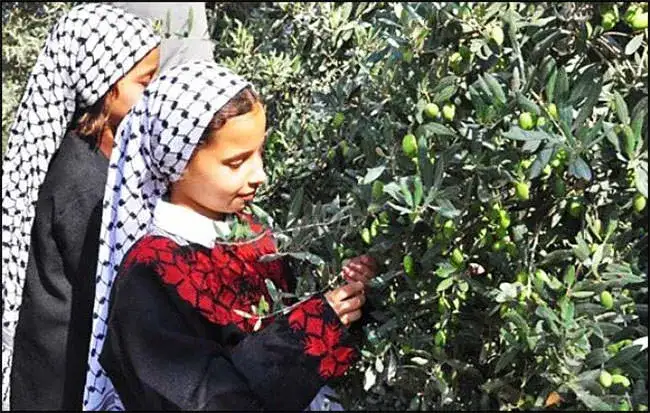 Palestine-olive-tree-02.webp