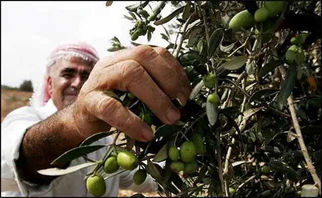 Palestine-olive-tree-03.webp