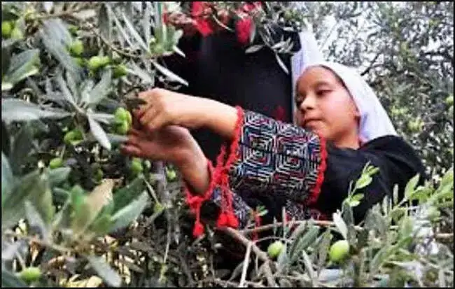 Palestine-olive-tree-04.webp