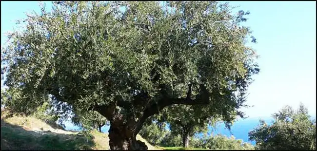 Palestine-olive-tree-06.webp